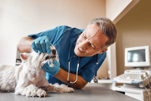 Best Emergency Denture Repair in Mills, WY